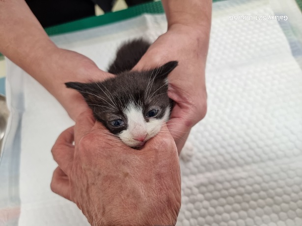 종료(입양) 한국 …